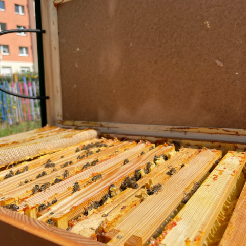 Mieter:innen-Feste in Halle 2023