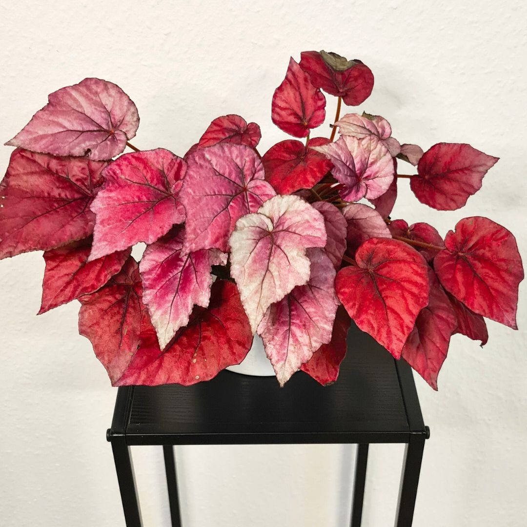 Bunte Zimmerpflanzen - Begonie_IncaFlame