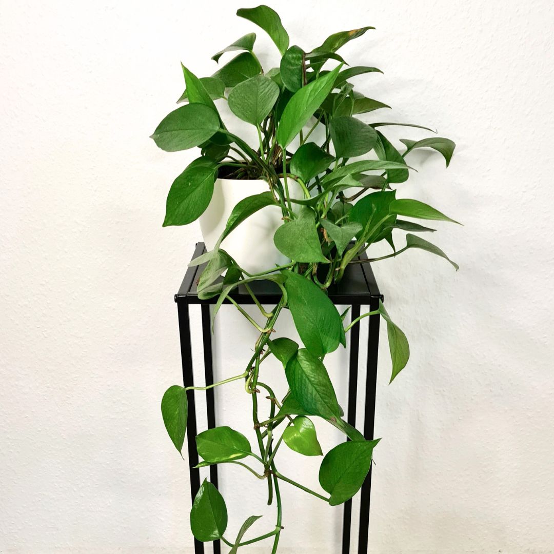 Grüne Zimmerpflanzen - Efeutute-Epipremnum-pinnatum