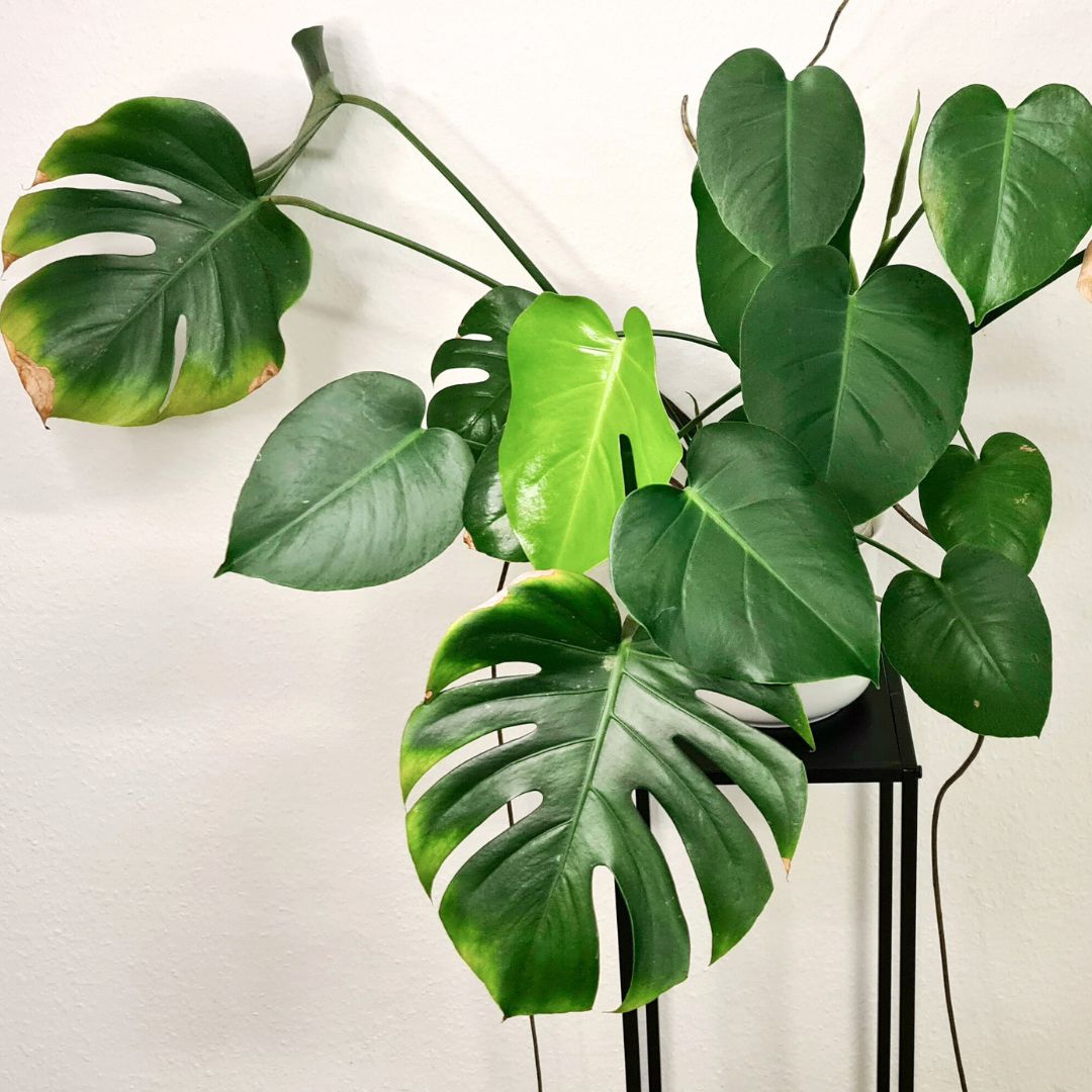 Grüne Zimmerpflanzen - Fensterblatt Monstera deliciosa
