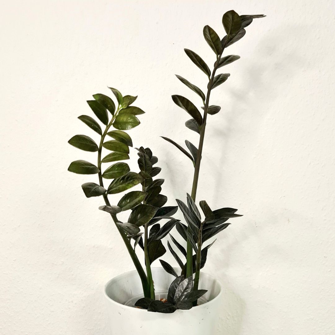 Grüne Zimmerpflanzen - Gluecksfeder-Zamioculcas-zamiifolia