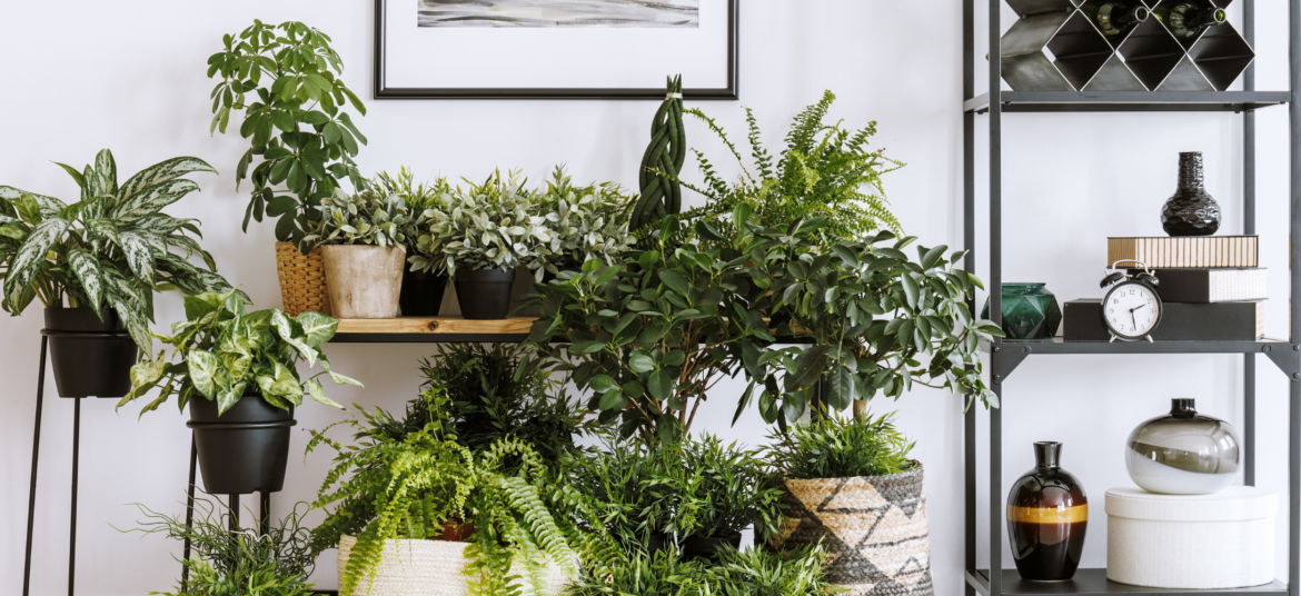 Zimmerpflanzen - die grünen Mitbewohner