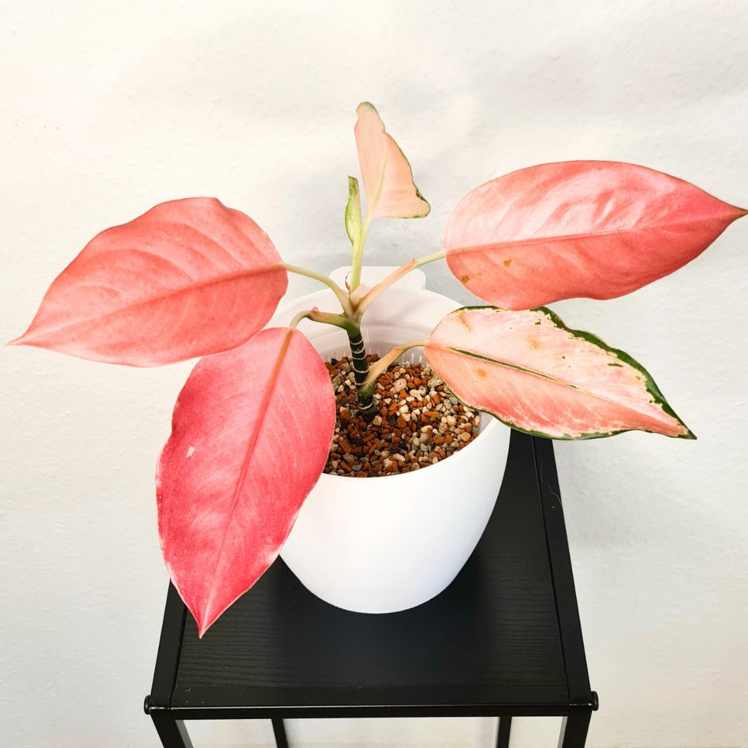 Bunte Zimmerpflanzen - Kolbenfaden-Aglaonema-Pink-Star