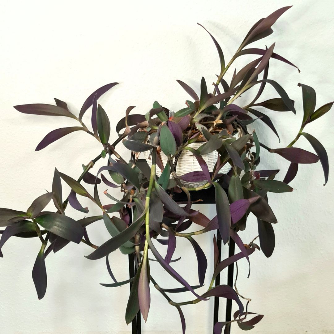 Bunte Zimmerpflanzen - Mexik.Dreimasterblume_TradescantiaPallida