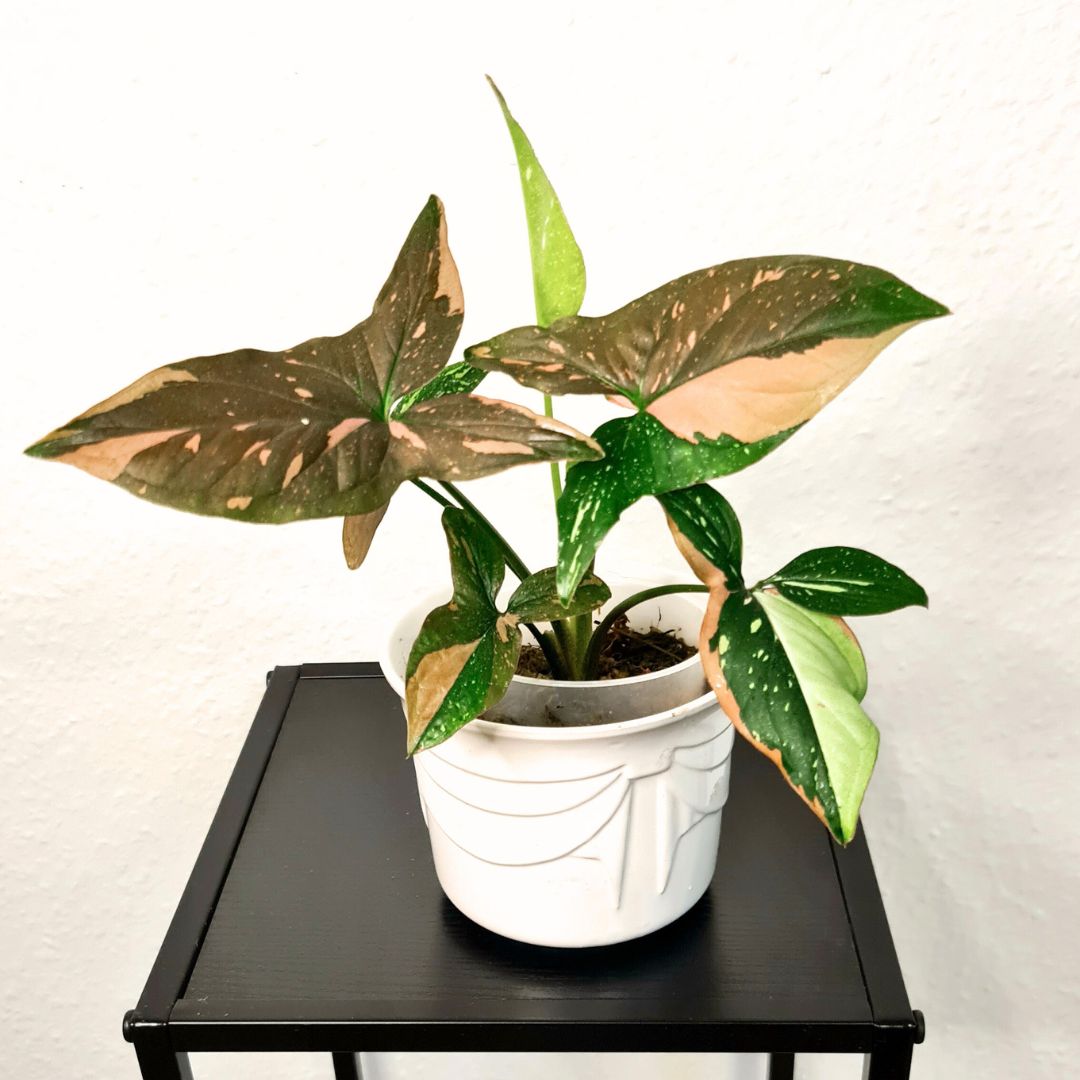 Bunte Zimmerpflanzen - Syngonium-Red-Spot-tricolor