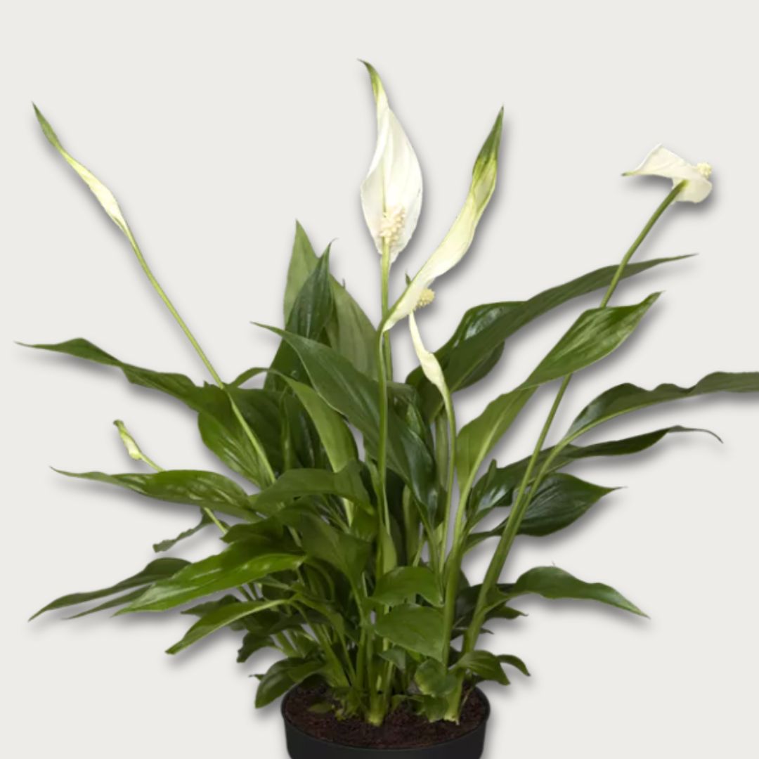 Grüne Mitbewohner: Zimmerpflanze Einblatt - Spathiphyllum