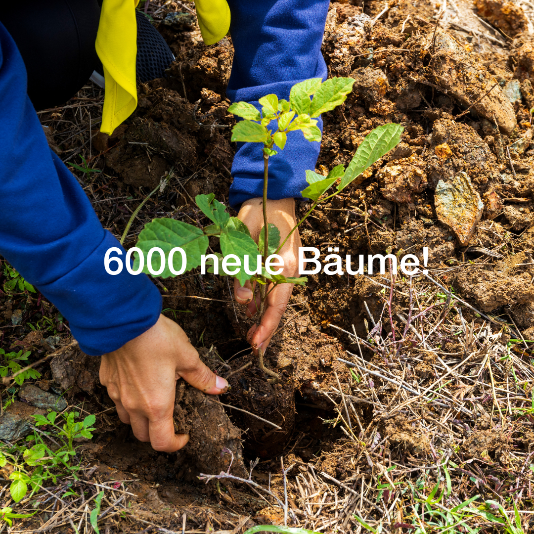 6000-neue-Bäume_Plant-my-Tree
