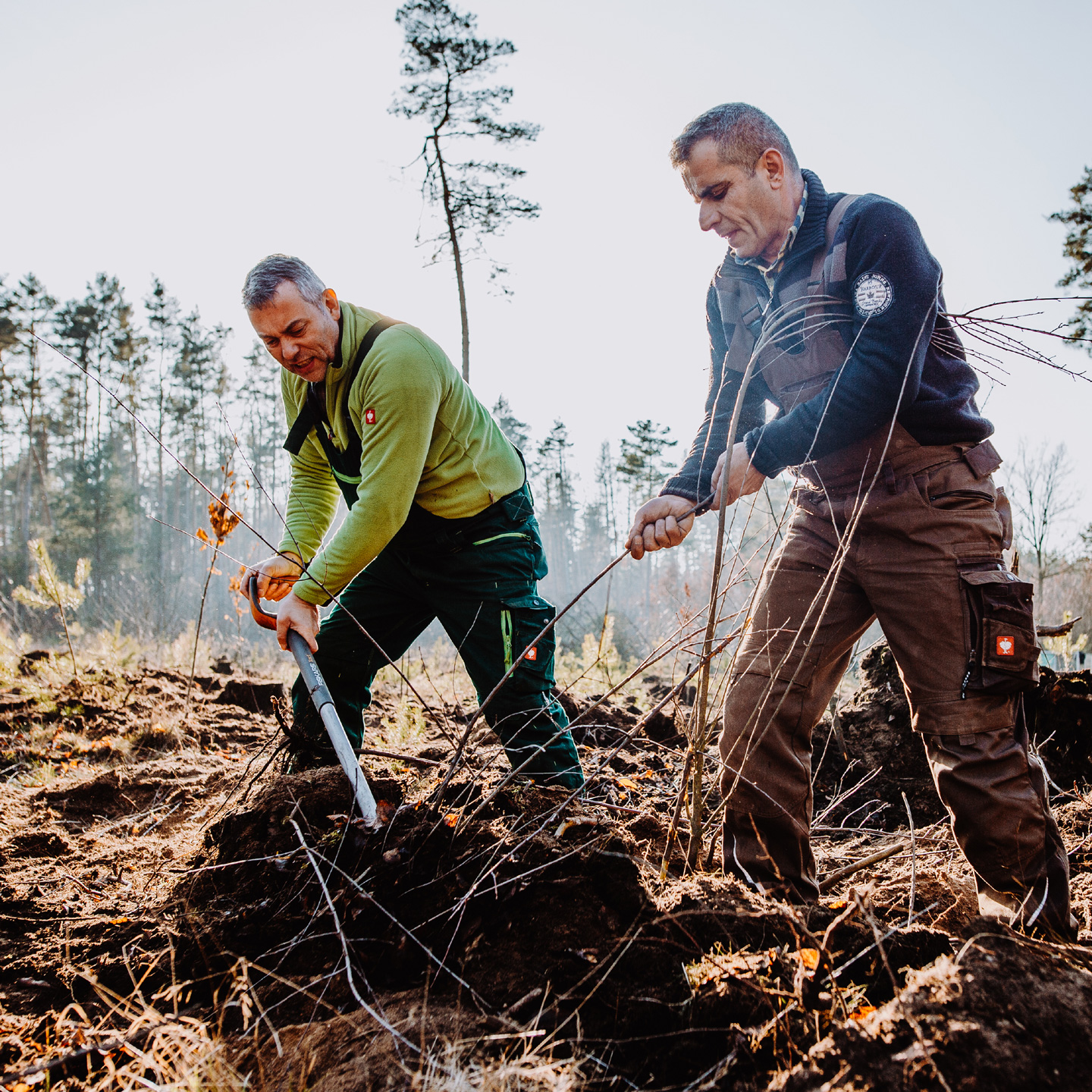 zwei Forstarbeiter pflanzen Bäume im herbstlichen Wald